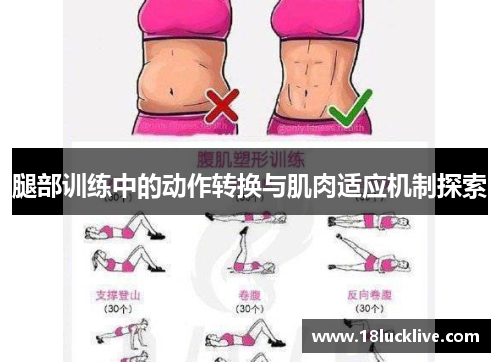 腿部训练中的动作转换与肌肉适应机制探索