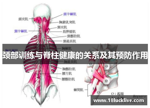 颈部训练与脊柱健康的关系及其预防作用